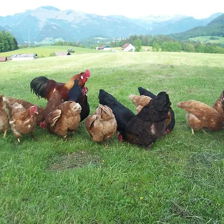 Windhagbauer Çiftlik konaklama *