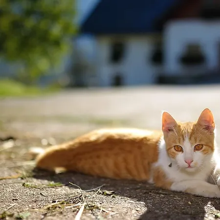 Windhagbauer Çiftlik konaklama *